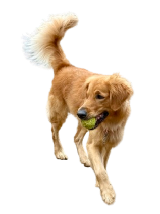 The Smoochinator — Hal Wilson's dog Smoochie